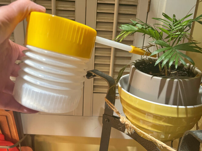 The secret to pest-free houseplants starts at the nursery